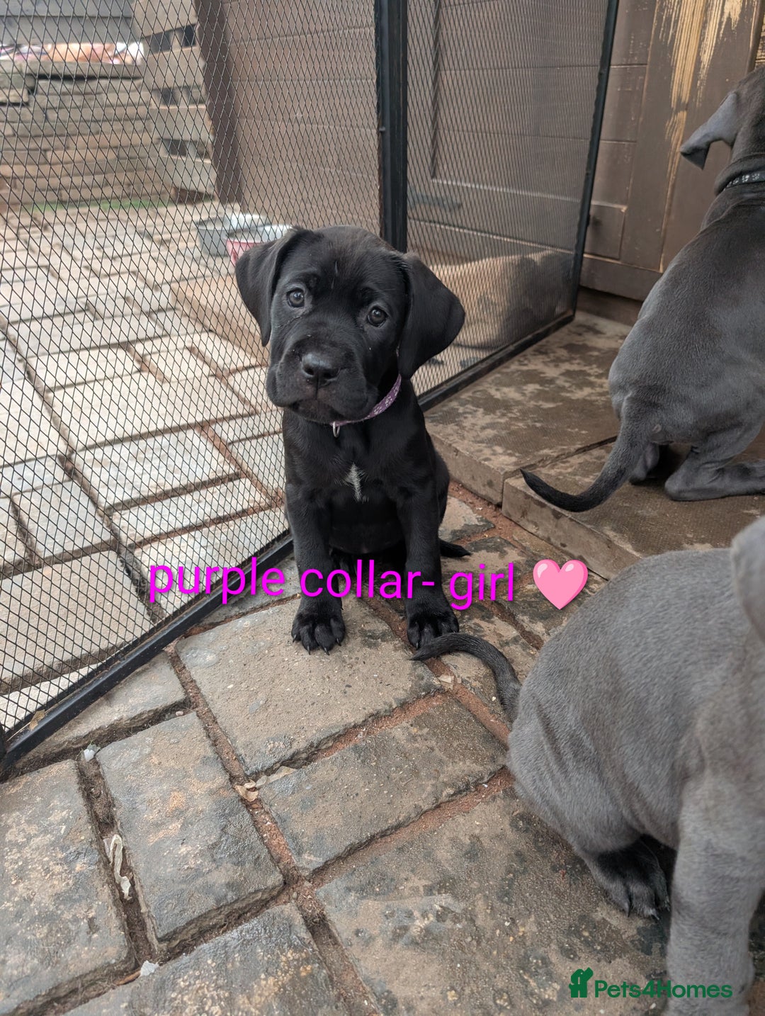 Cane Corso dogs for sale: Cane corso puppies.. - Image 12