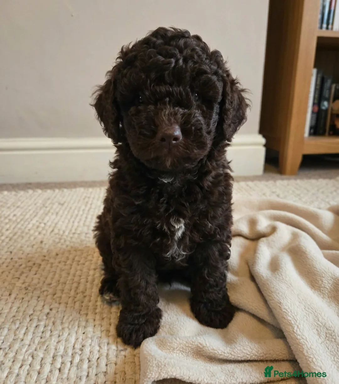 Toy Poodle dogs for sale: *1 PUP LEFT* KC reg Chocolate Toy poodle puppies - Advert 2