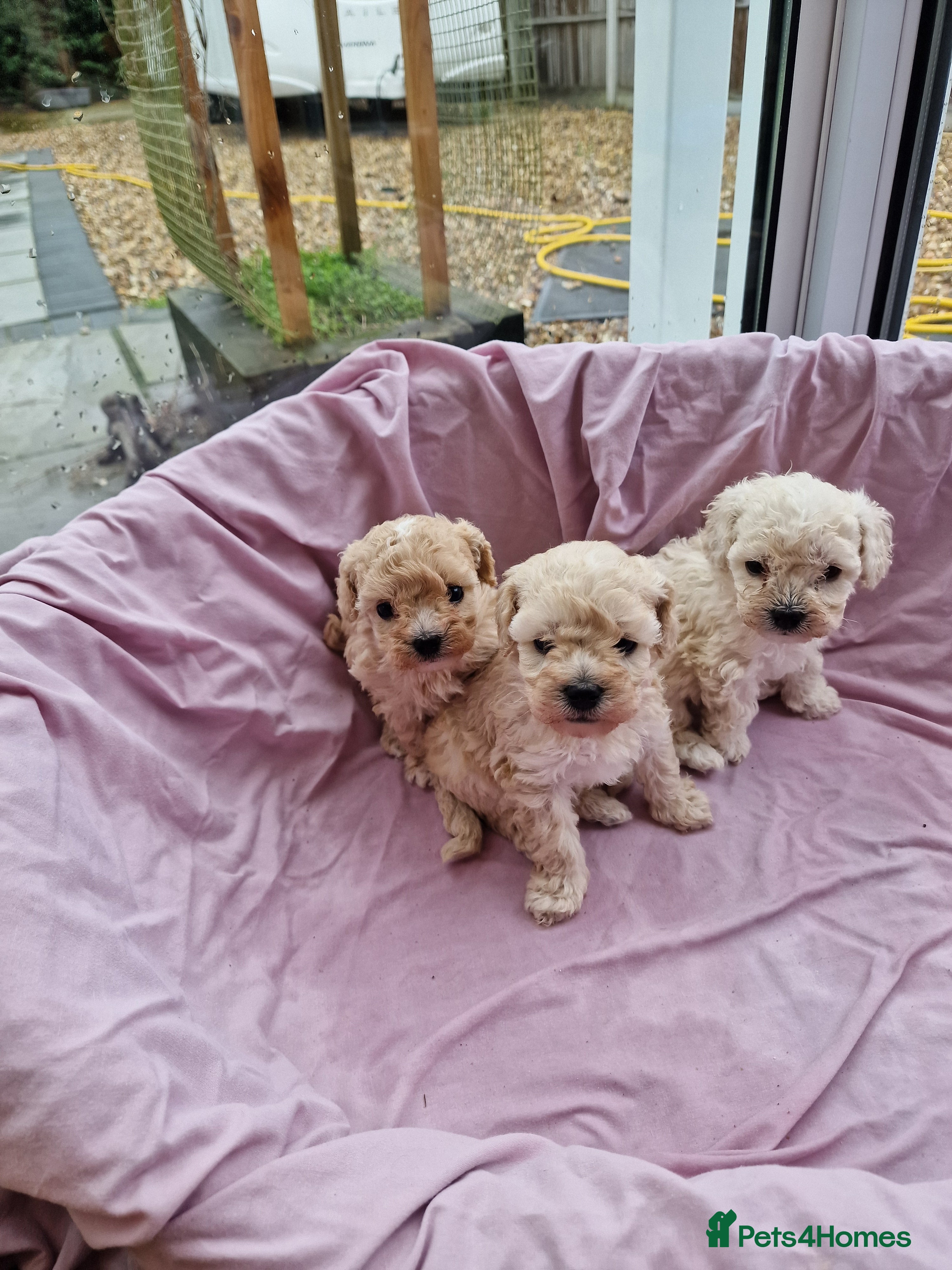Maltipoo dogs 2x champion bloodline maltipoos - Advert 2