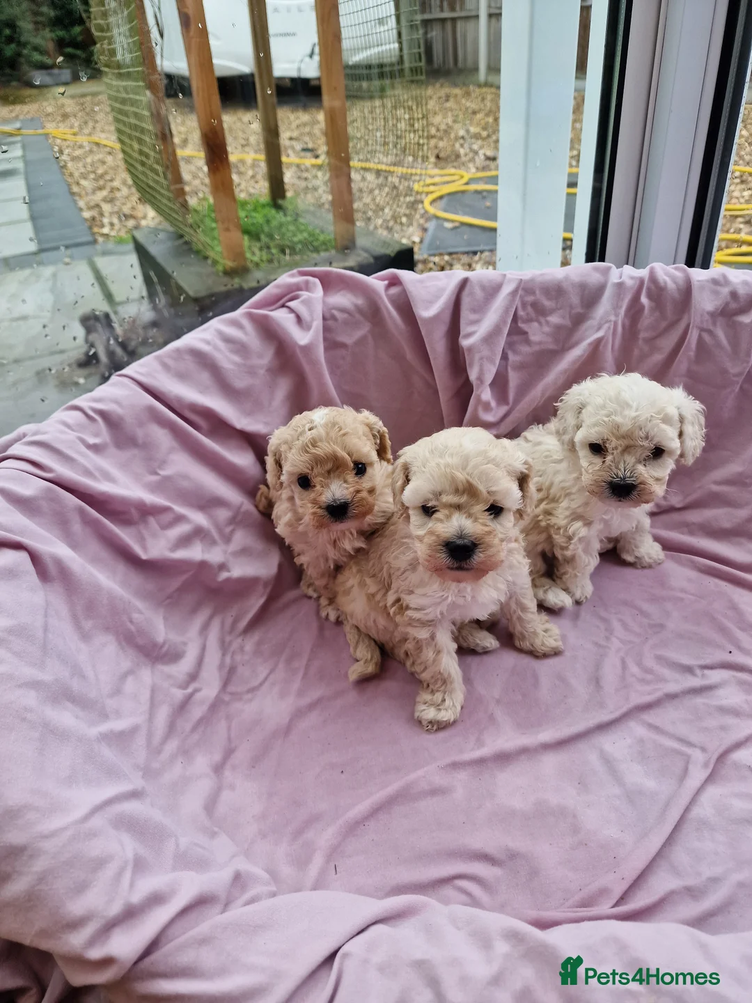 Maltipoo dogs for sale: 2x champion bloodline maltipoos - Advert 1