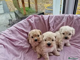 Maltipoo dogs 2x champion bloodline maltipoos - Advert 2
