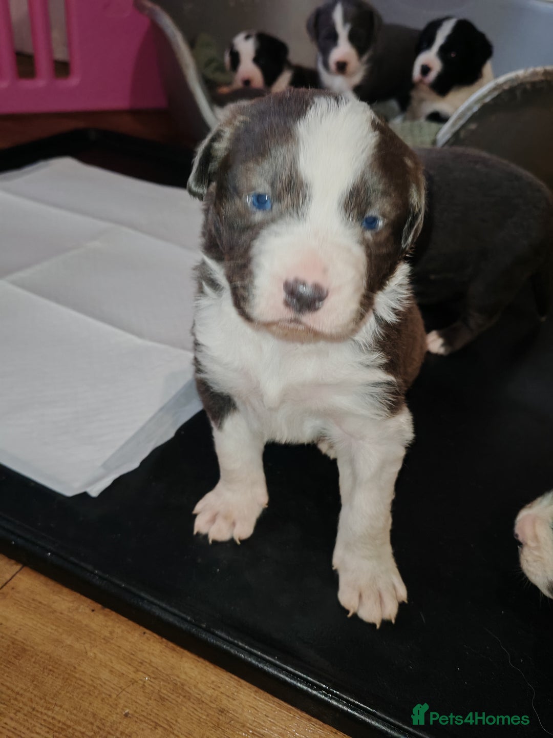 Mixed Breed dogs for sale: Old tyme bulldog x Border collie - Advert 12