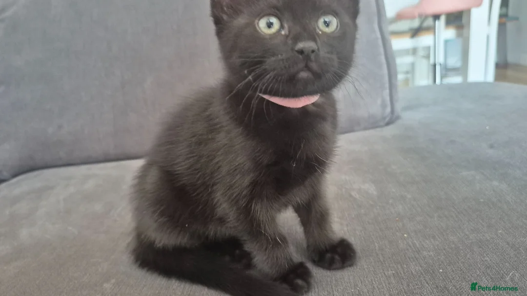Mixed Breed cats for sale: Half ragdoll in Poole - Advert 1
