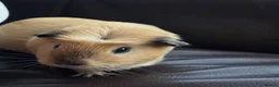 Guinea Pig rodents for sale: guinea pig sisters Honey & Maple in London - Advert 2