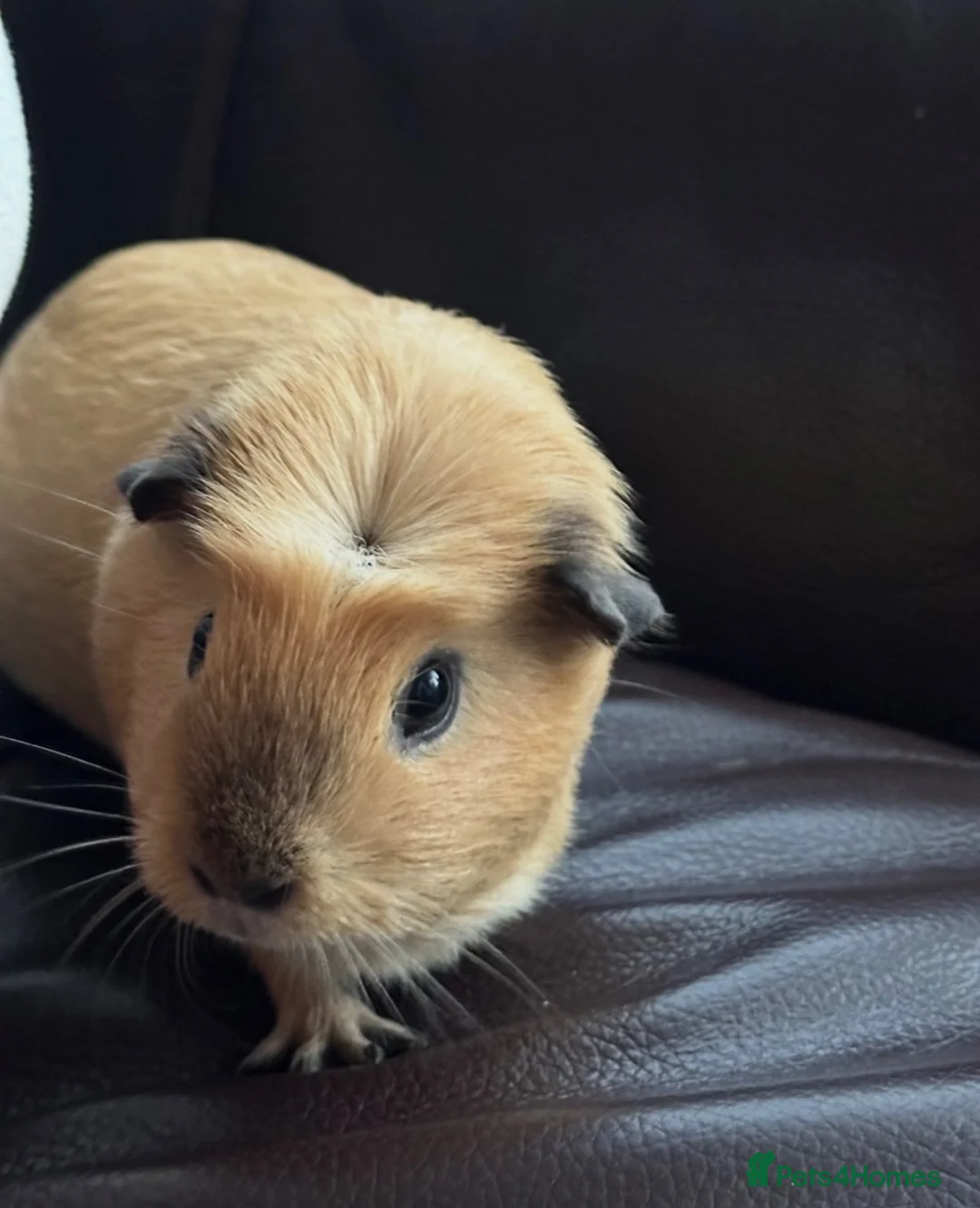 Guinea Pig rodents for sale: guinea pig sisters Honey & Maple in London - Advert 2