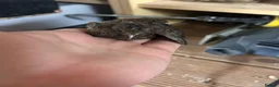 Mixed Breed livestock for sale: Chinese painted quail button quail - Advert 4