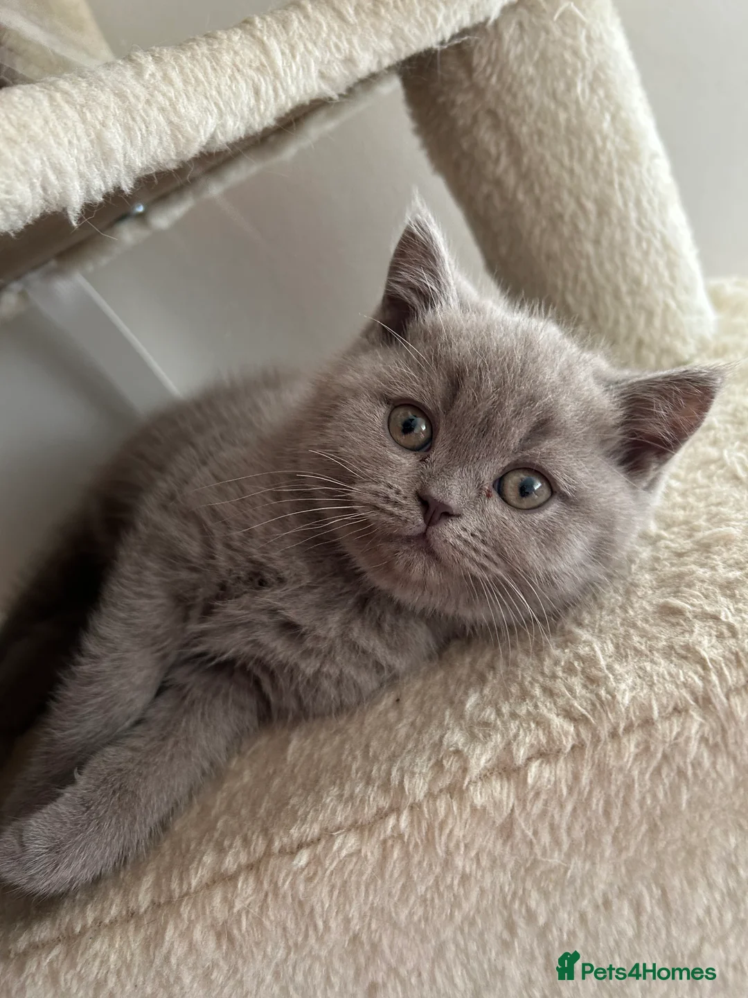British Shorthair cats for sale: Beautiful British shorthair kittens - Advert 16