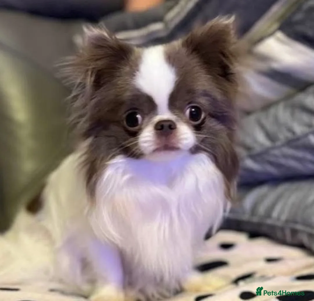 Chihuahua dogs for sale: KC registered long coat chihuahua puppies  - Advert 3