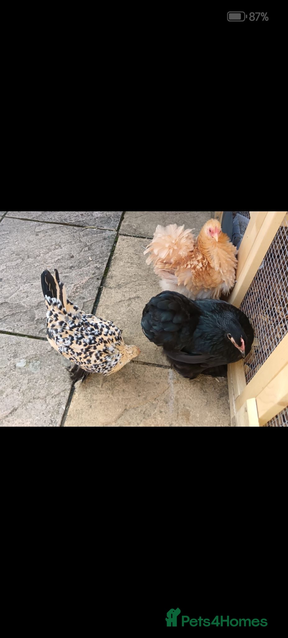 Chickens poultry 3 bantam hens - Advert 5