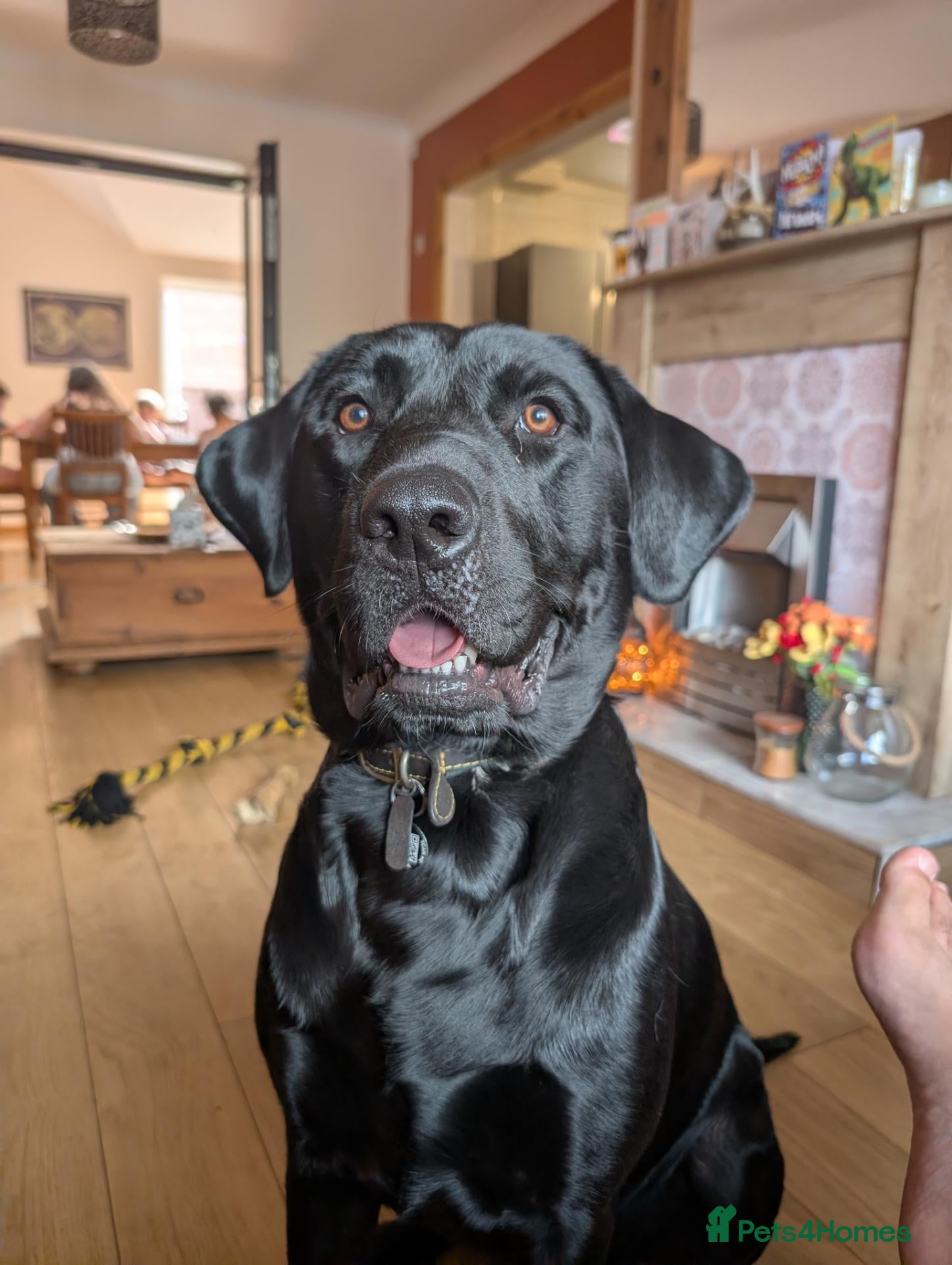 Labrador Retriever dogs Handsome Black Labrador Stud – Gentle Temperament - Advert 1