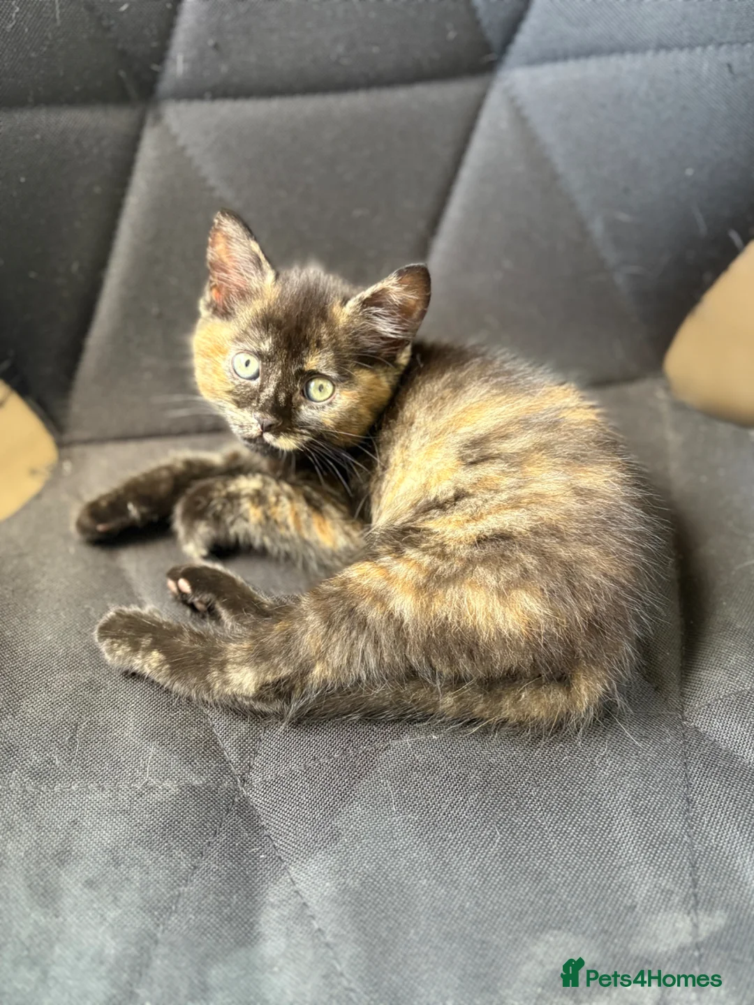 British Shorthair cats for sale: Tortoiseshell girl - Advert 2