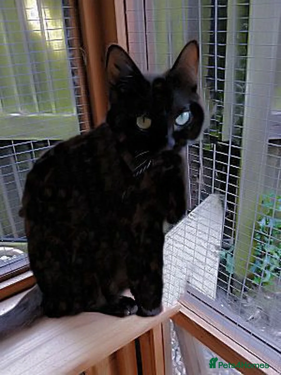 Mixed Breed cats for adoption: BUBBLES - Advert 1