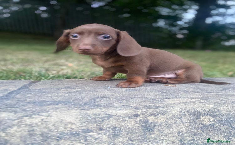 Miniature Dachshund dogs - Advert 3