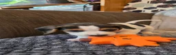 Beagle dogs for sale: Beautiful Beagle Puppies  in Coventry - Advert 36