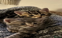 Domestic Shorthair cats for sale: Adorable Kittens - 4 available. Grey & Tabby - Image 6