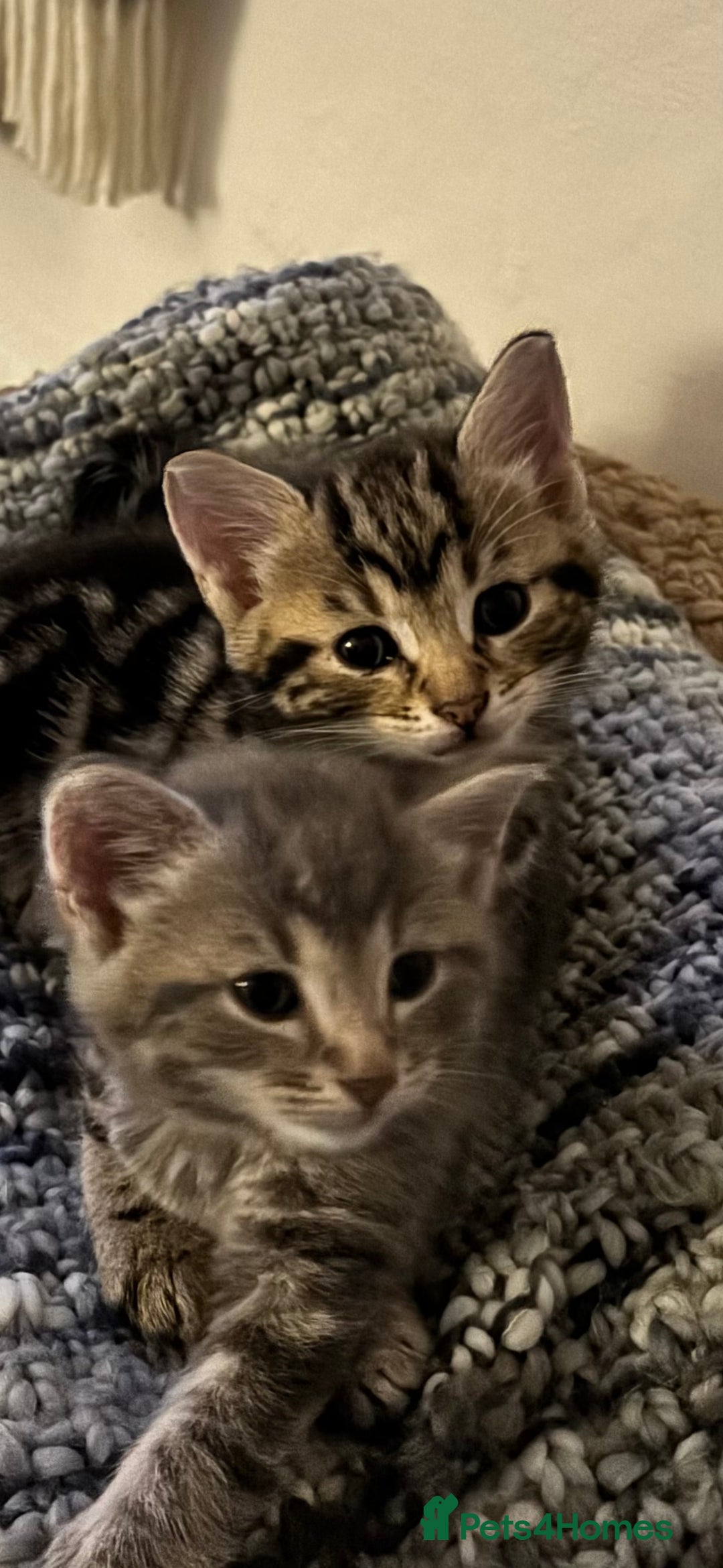 Domestic Shorthair cats for sale: Adorable Kittens - 4 available. Grey & Tabby - Image 6