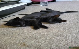Domestic Shorthair cats for sale: 🐾 Kittens Looking for Loving Homes 🐾 - Image 2