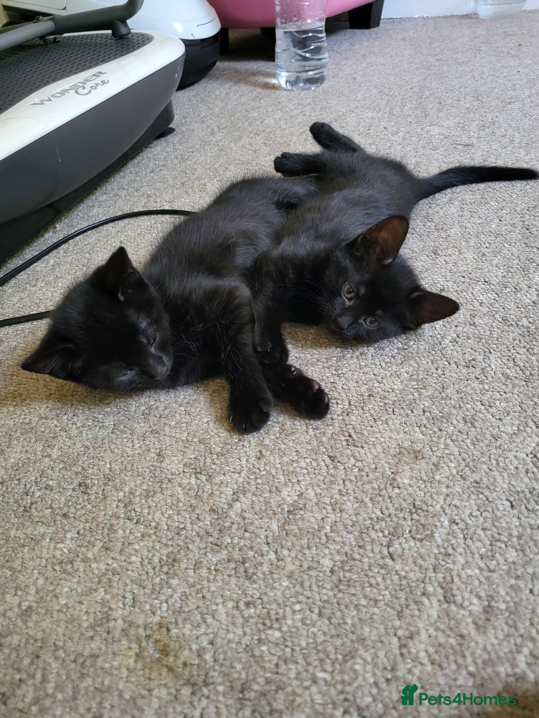 Domestic Shorthair cats for sale: 🐾 Kittens Looking for Loving Homes 🐾 - Image 2