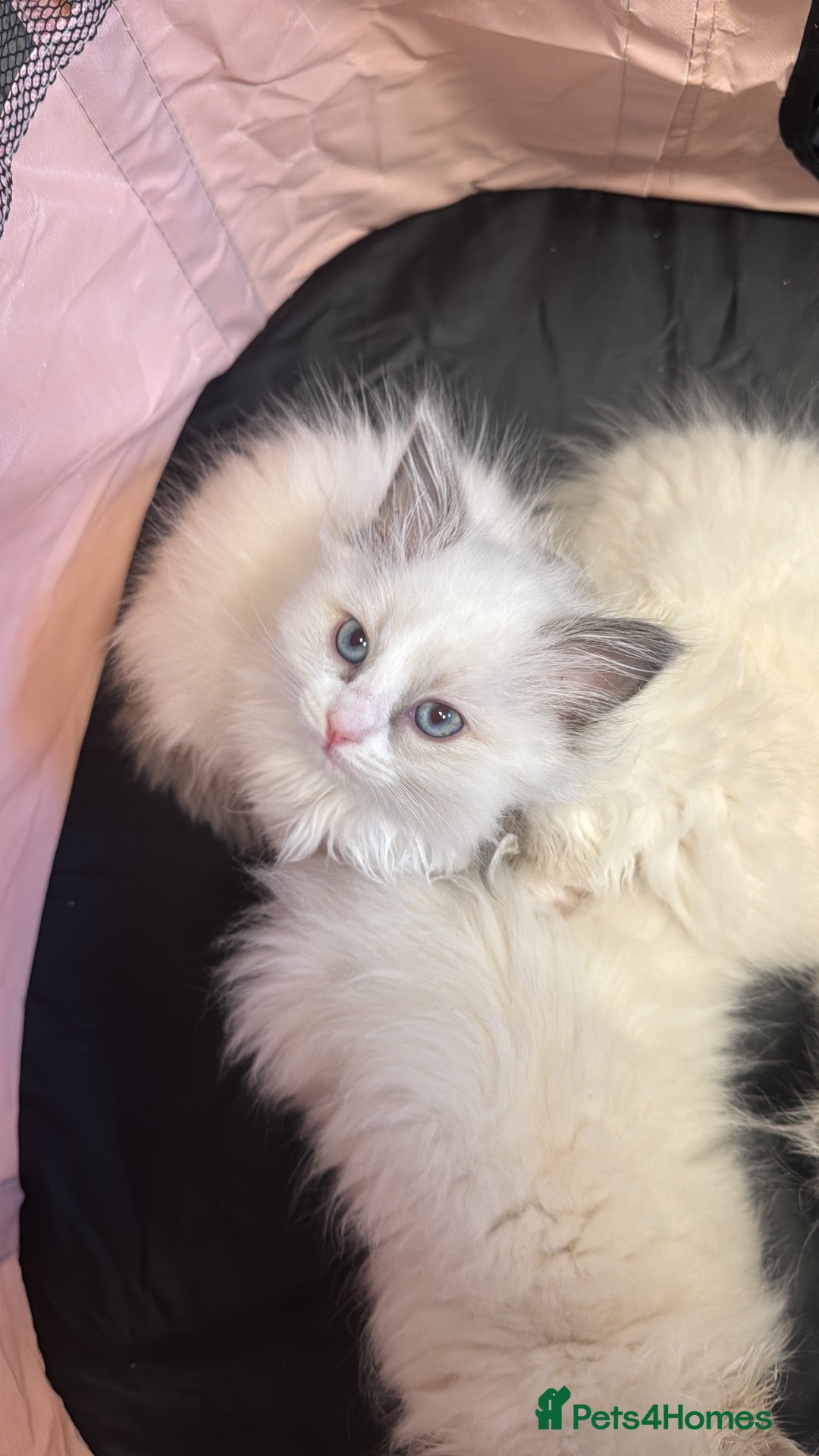 Ragdoll cats ❗️ONLY 3 LEFT❗️ 2 girls & 1 boy ragdoll - Advert 6