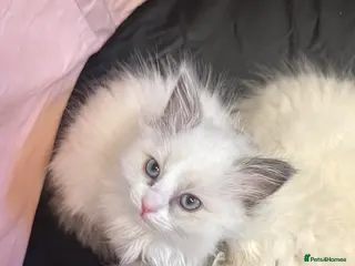 Ragdoll cats ❗️ONLY 3 LEFT❗️ 2 girls & 1 boy ragdoll - Advert 6