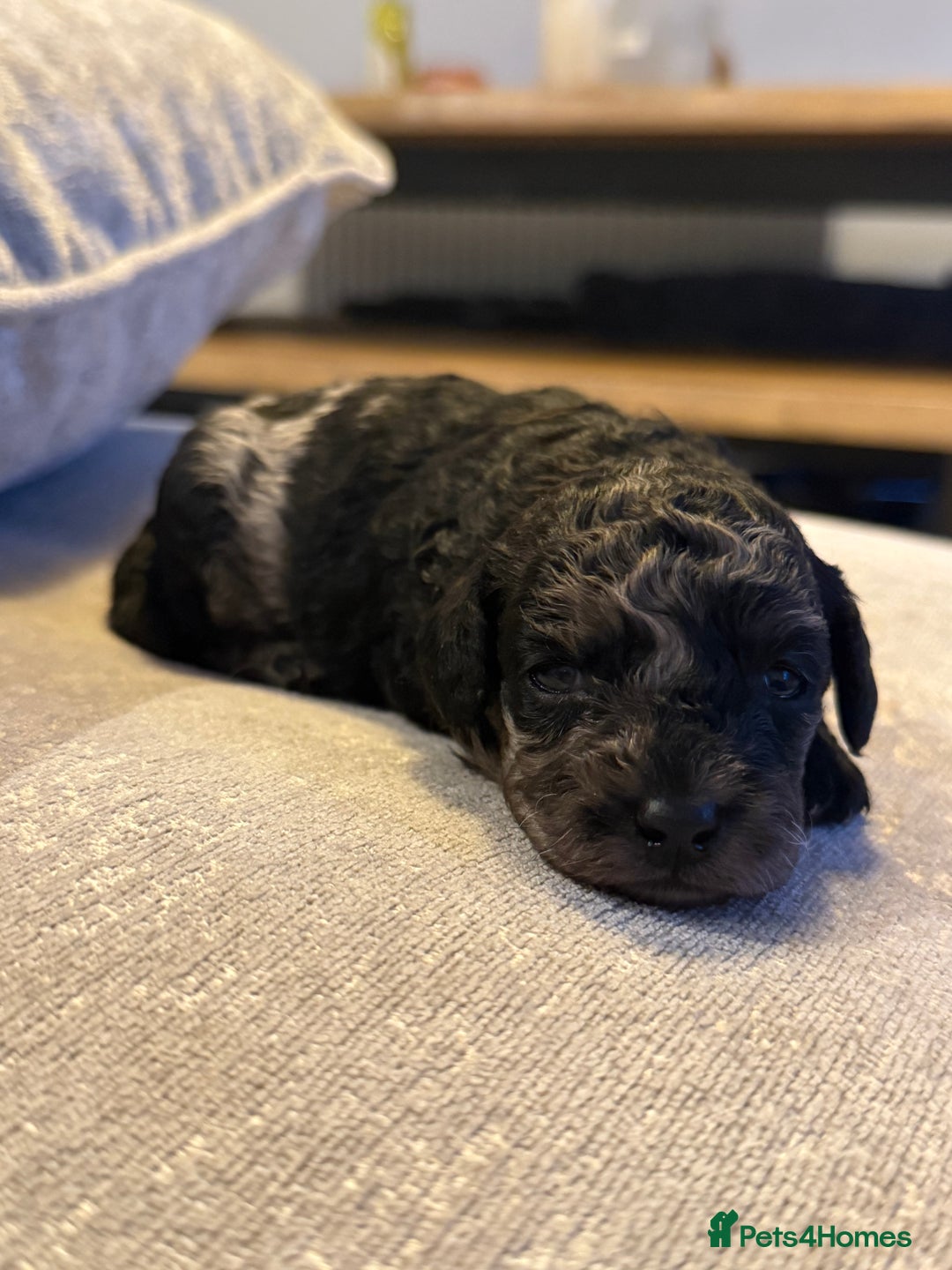 Cavapoo dogs for sale: Adorable Cavapoo Puppies – Ready for Loving Homes - Image 16