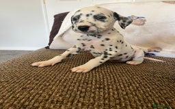 Dalmatian dogs for sale: Gorgeous Dalmatian Puppies - Image 11