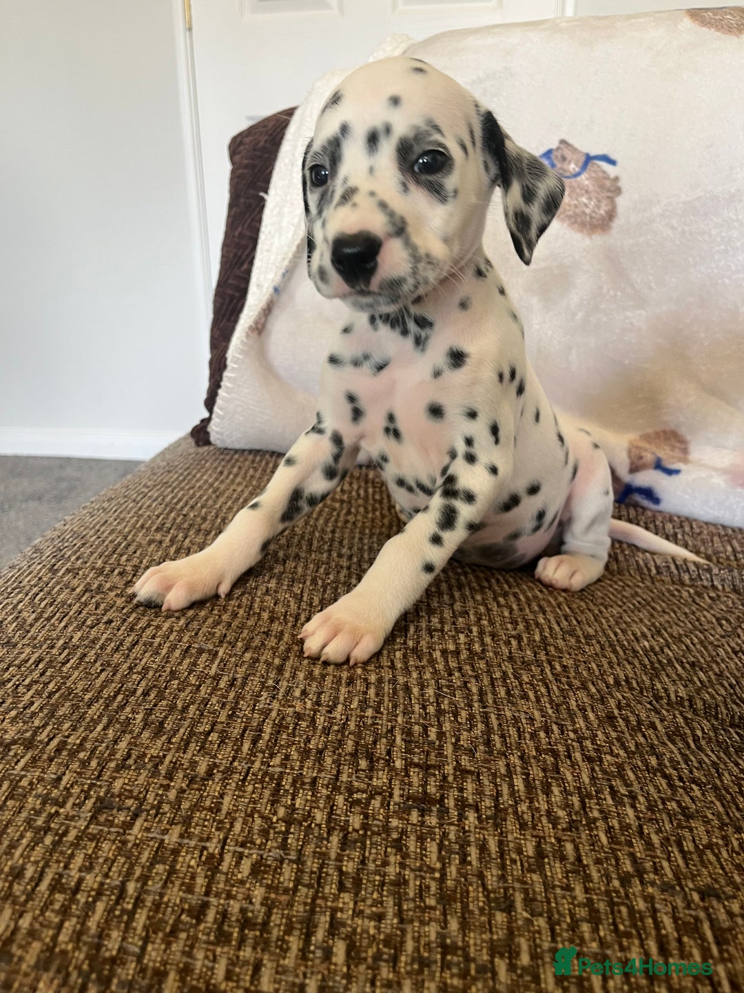 Dalmatian dogs for sale: Gorgeous Dalmatian Puppies - Image 11