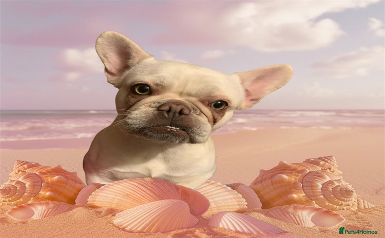 French Bulldog dogs - Advert 2