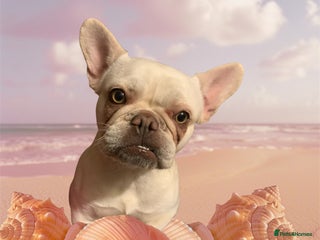 French Bulldog dogs - Advert 3