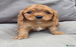 Cavapoo dogs for sale: Beautiful f1b cavapoo puppies  - Image 6
