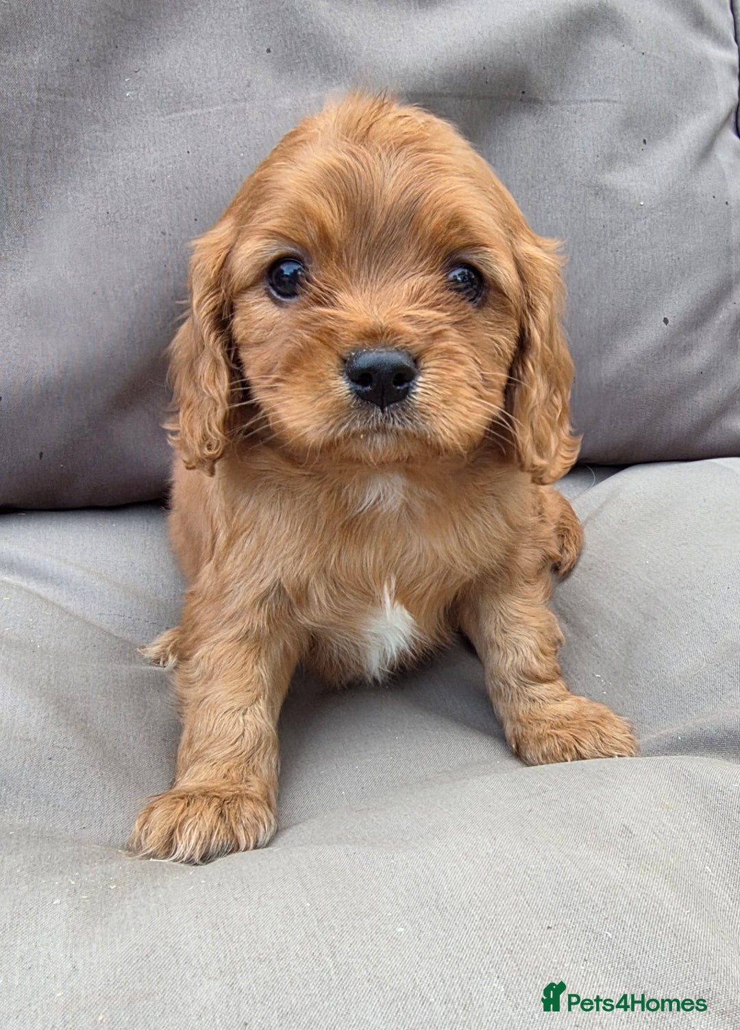 Cavapoo dogs for sale: Beautiful f1b cavapoo puppies  - Image 6