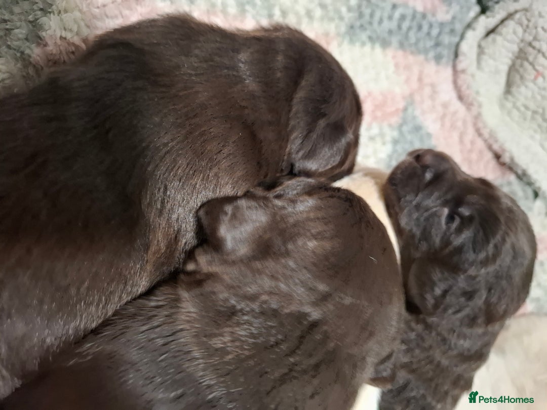 Labradoodle dogs for sale: Beautful labradoodle puppies available for sale  - Advert 9