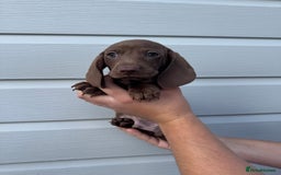 Miniature Dachshund dogs for sale: Miniature Dachsund Puppies (licensed breeder) - Image 13