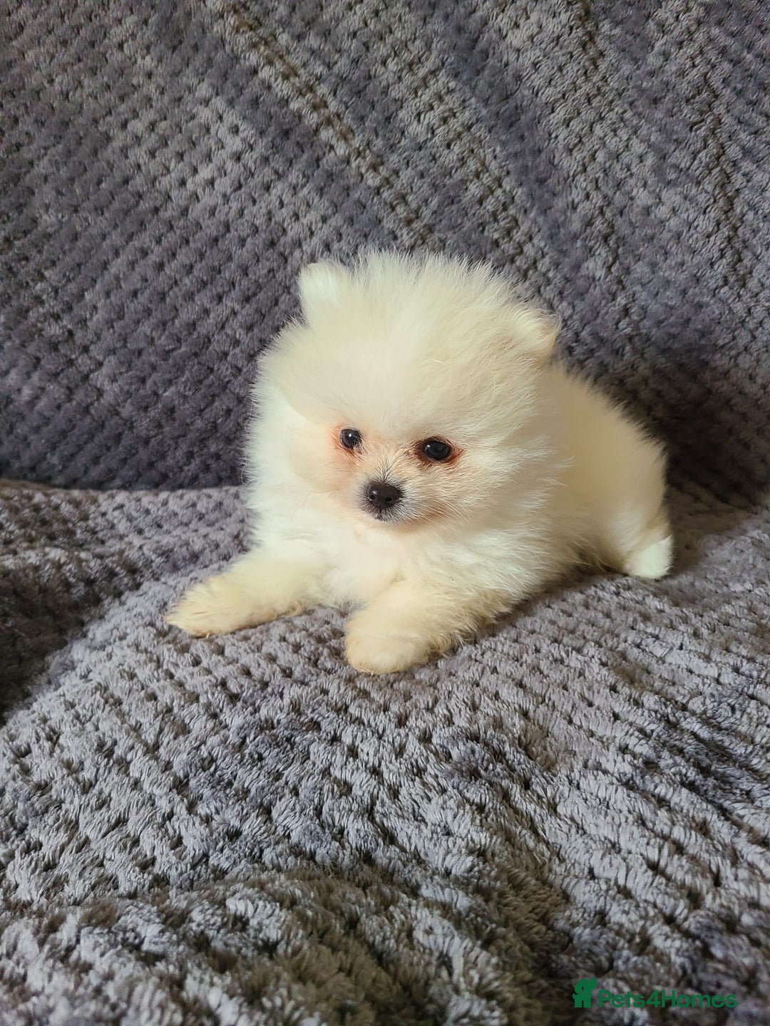 Pomeranian dogs for sale: Gorgeous litter of pomeranian puppies💙💖 - Image 12