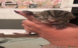 Mixed Breed cats for sale: Kittens for sale - Advert 8