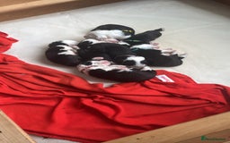 Old English Sheepdog dogs for sale: old english sheepdog puppies - Image 6