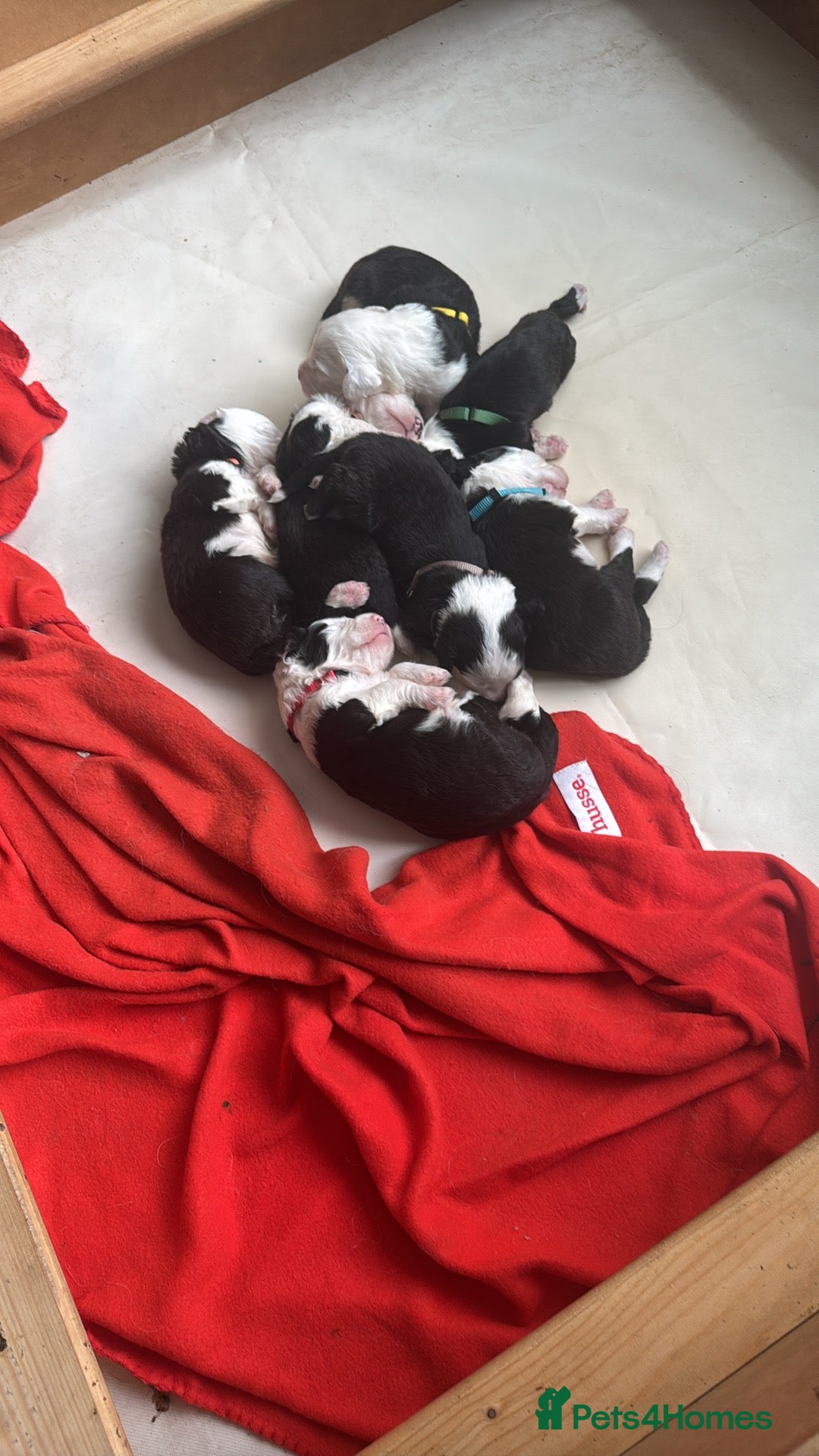 Old English Sheepdog dogs for sale: old english sheepdog puppies - Image 6