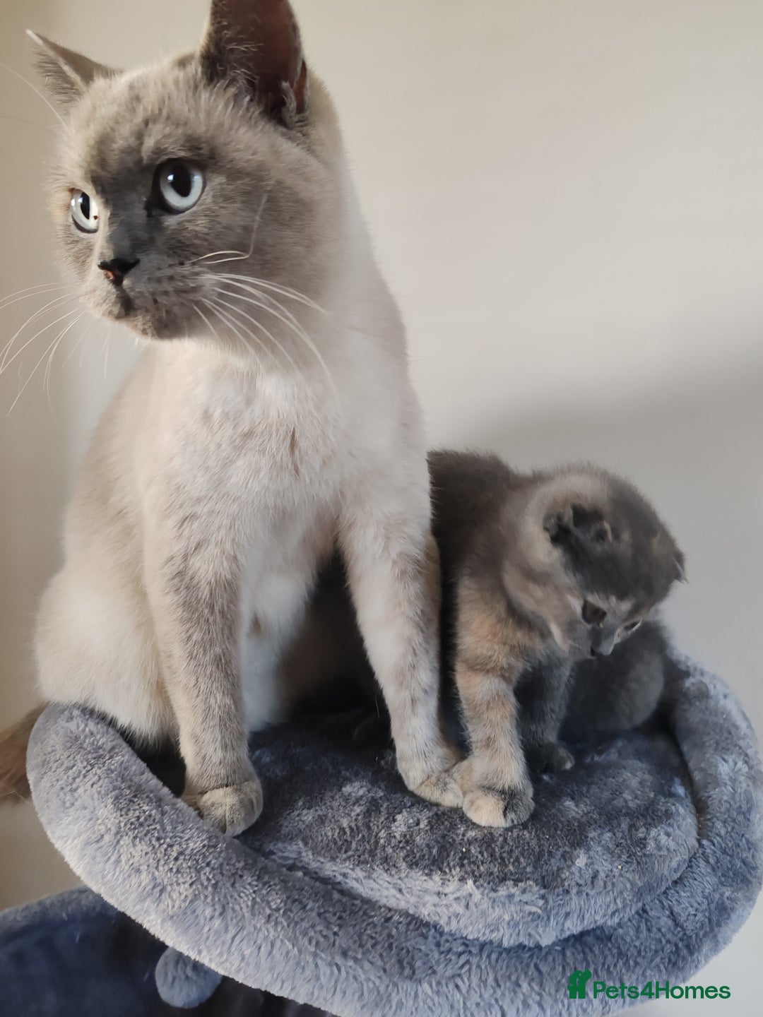 Scottish Fold cats for sale: Only 1 🐱 left.Scottish fold x BSH kittens - Image 10