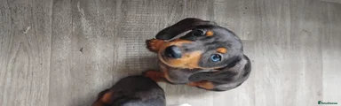 Miniature Dachshund 4