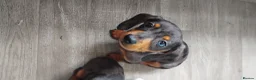 Miniature Dachshund dogs for sale: Miniature dachunds - Advert 3