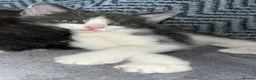 Domestic Shorthair cats for sale: Baby boy kittens  - Advert 9