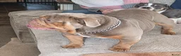 English Bulldog dogs for stud: English bulldog for stud - Advert 3