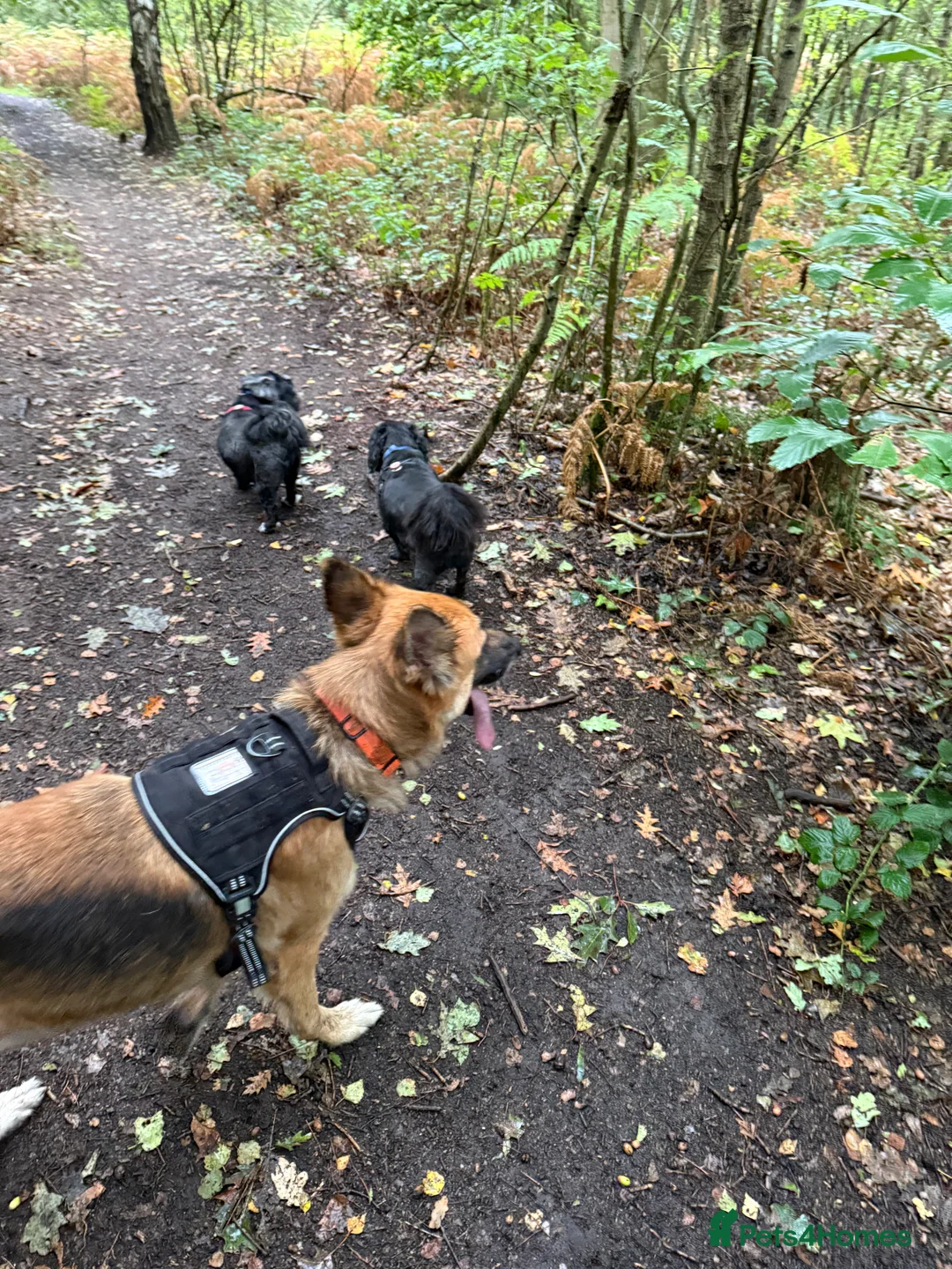 German Shepherd dogs for sale: 8yr old German Shepher Girl  - Advert 4