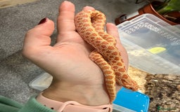 Snake reptiles for sale: CB24 Male Albino Western Hognose - Advert 5