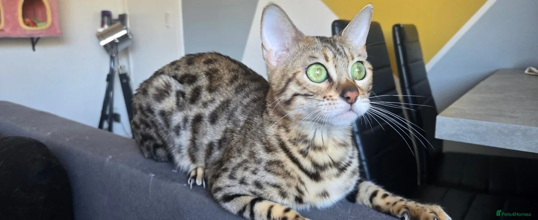 Bengal cats for sale: Bengal in Dundee - Advert 2