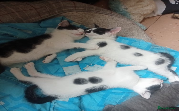 Mixed Breed cats - Advert 8