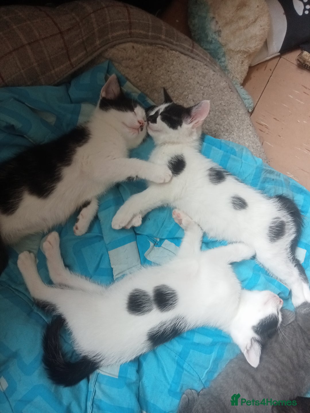 Mixed Breed cats for sale: Kittens ready for new home  - Image 1