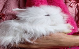 Angora rabbits for sale: Stunning Luxury Angora Rabbits - Image 1