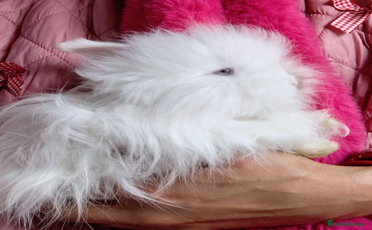 Angora rabbits - Advert 2