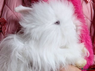Angora rabbits - Advert 1
